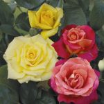 Studio ESSECI - NEL SEGNO DEL GIGLIO. 27^ Mostra mercato del giardinaggio di qualità