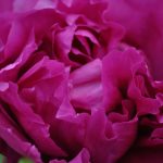 Studio ESSECI - NEL SEGNO DEL GIGLIO. 27^ Mostra mercato del giardinaggio di qualità 1