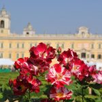 Studio ESSECI - NEL SEGNO DEL GIGLIO. 27^ Mostra mercato del giardinaggio di qualità 4
