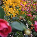 Studio ESSECI - NEL SEGNO DEL GIGLIO. 27^ Mostra mercato del giardinaggio di qualità 5