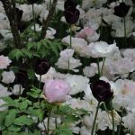 Studio ESSECI - NEL SEGNO DEL GIGLIO. 27^ Mostra mercato del giardinaggio di qualità 6