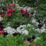 Studio ESSECI - NEL SEGNO DEL GIGLIO. 27^ Mostra mercato del giardinaggio di qualità 7