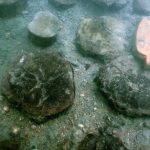 Studio ESSECI - UN OSTRIARIUM ROMANO NELLA LAGUNA DI VENEZIA 4