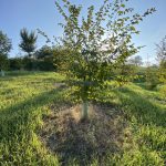 Studio ESSECI - VERDE GRAZZANO 2025 4