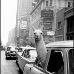 Studio ESSECI - INGE MORATH. Le mie storie 2