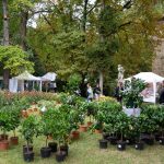 Studio ESSECI - VERDE GRAZZANO 2025 14