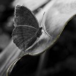 Studio ESSECI - EDEN. Il giardino dell’anima Di Anna Caterina Masotti 1