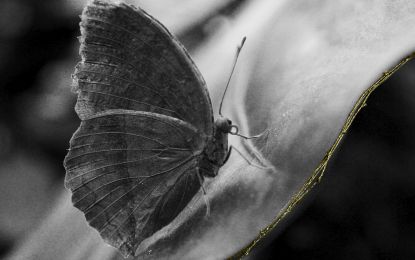 Studio ESSECI - EDEN. Il giardino dell’anima Di Anna Caterina Masotti 1