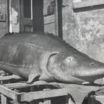Studio ESSECI - GIAN ANTONIO CIBOTTO (1925 – 2017) Il gusto del racconto 9