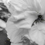 Studio ESSECI - EDEN. Il giardino dell’anima Di Anna Caterina Masotti 3