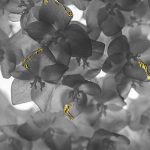 Studio ESSECI - EDEN. Il giardino dell’anima Di Anna Caterina Masotti