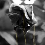 Studio ESSECI - EDEN. Il giardino dell’anima Di Anna Caterina Masotti 7